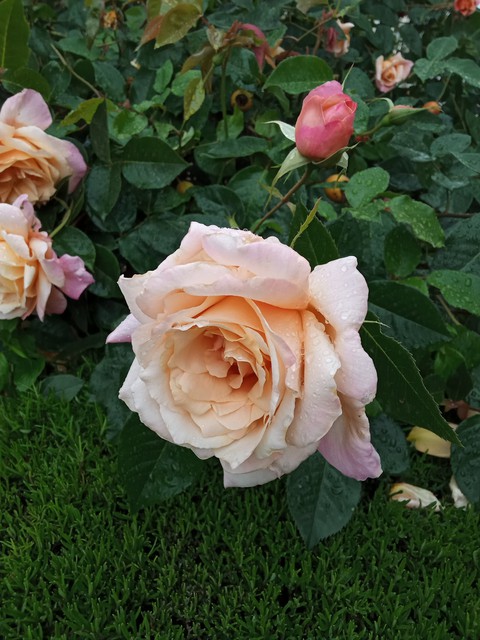 rose like you?❤?