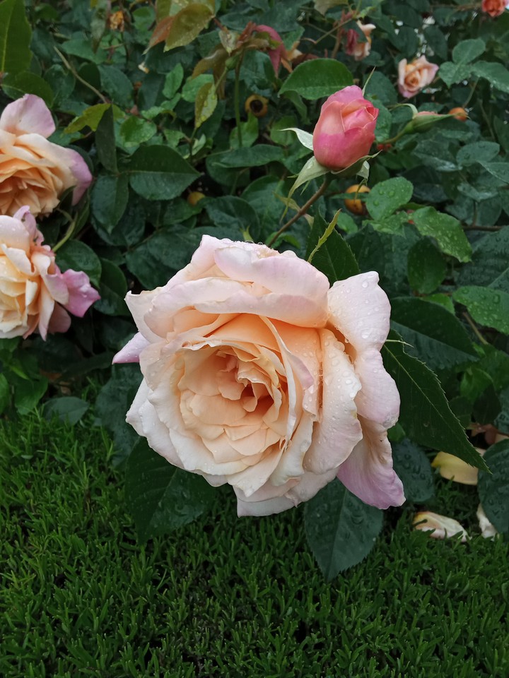rose like you?❤?