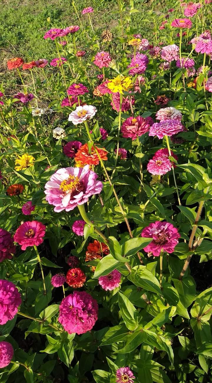 More flowers :)