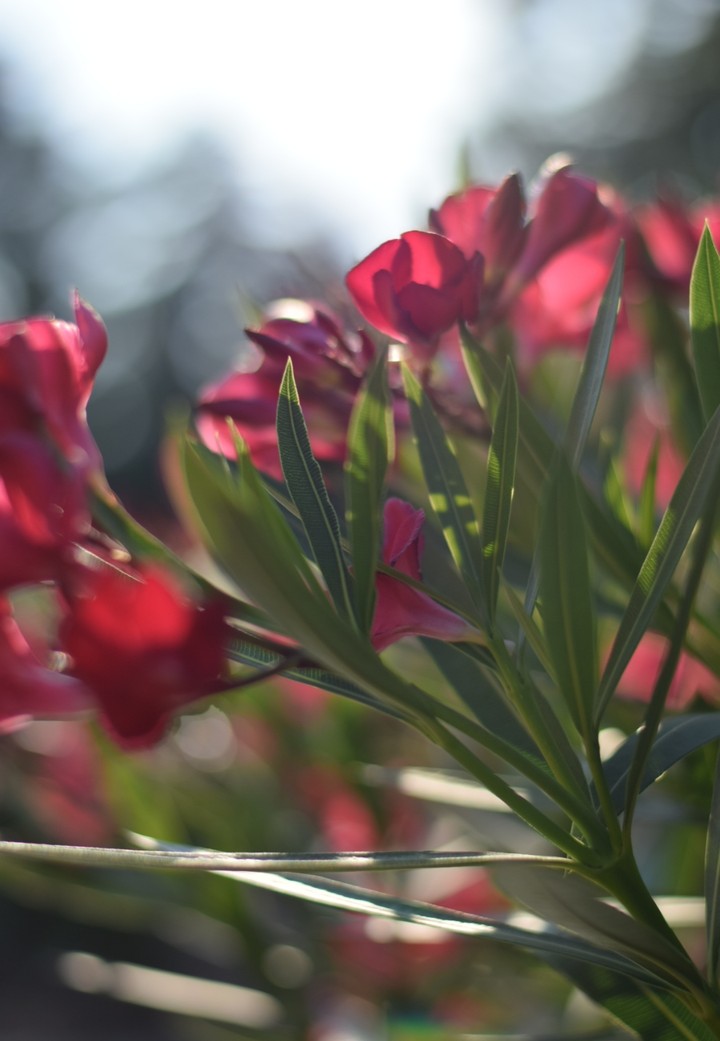 Oleander...