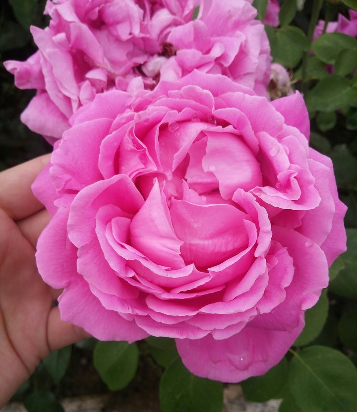 flowers