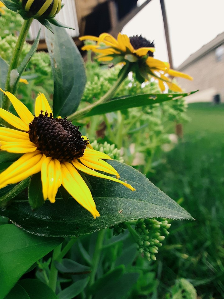 Yellow Beauty