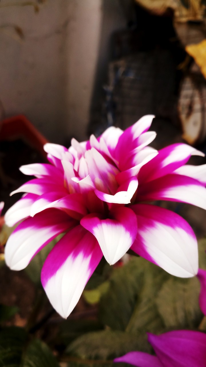 Dahlia