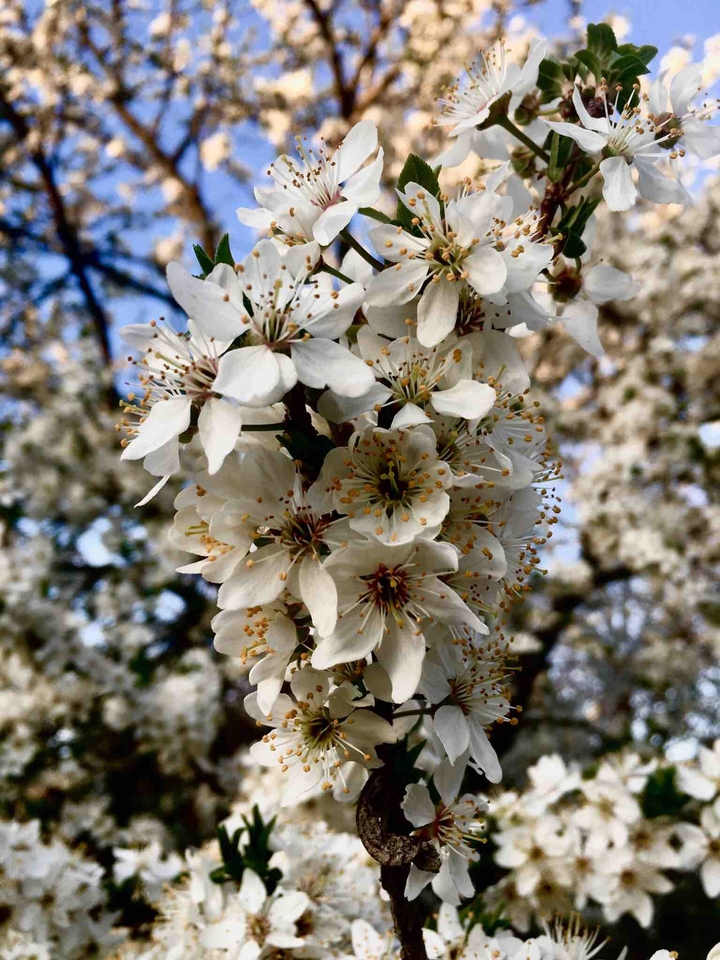 springtime is on the boarderline