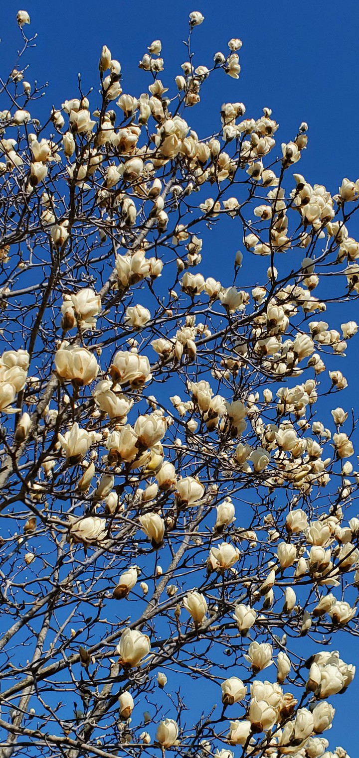 Magnolia