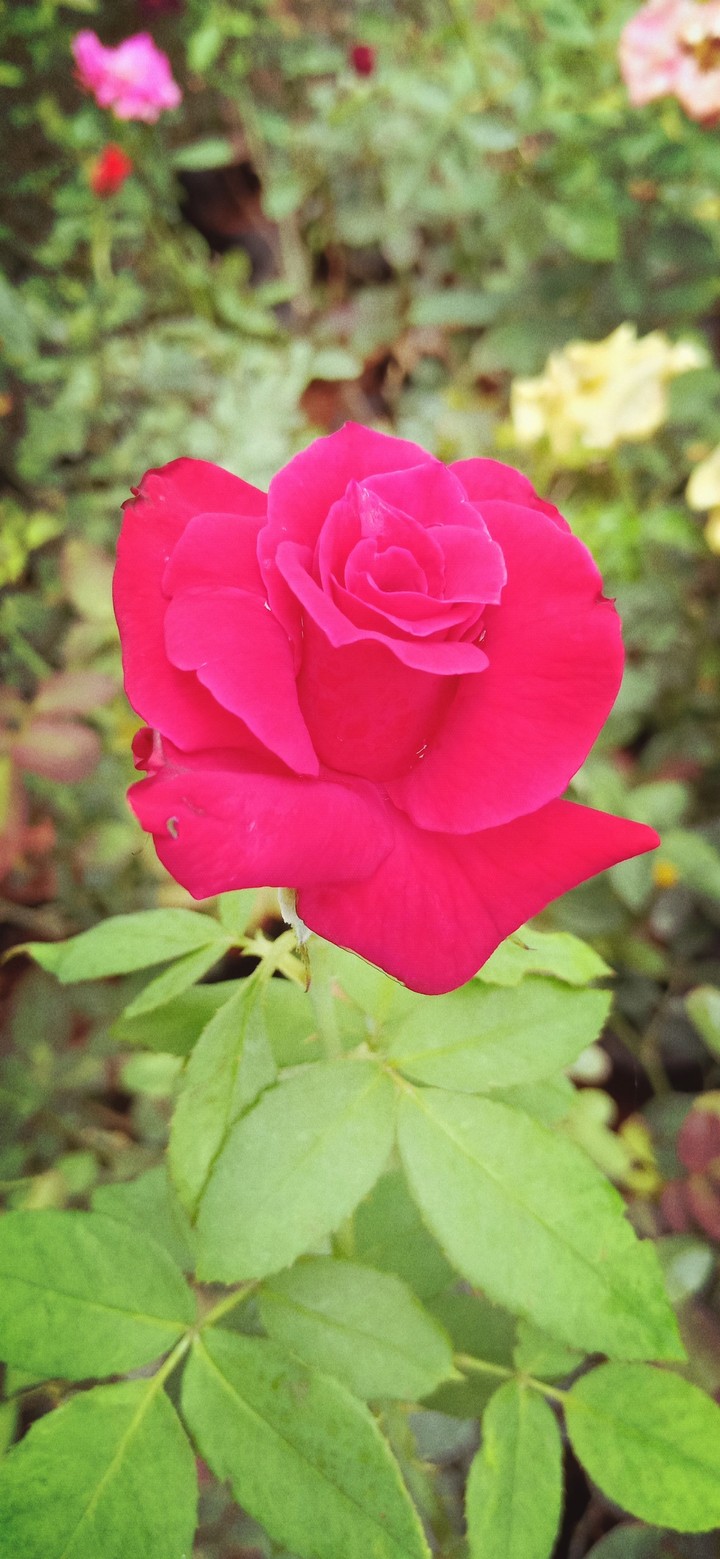 dark rose