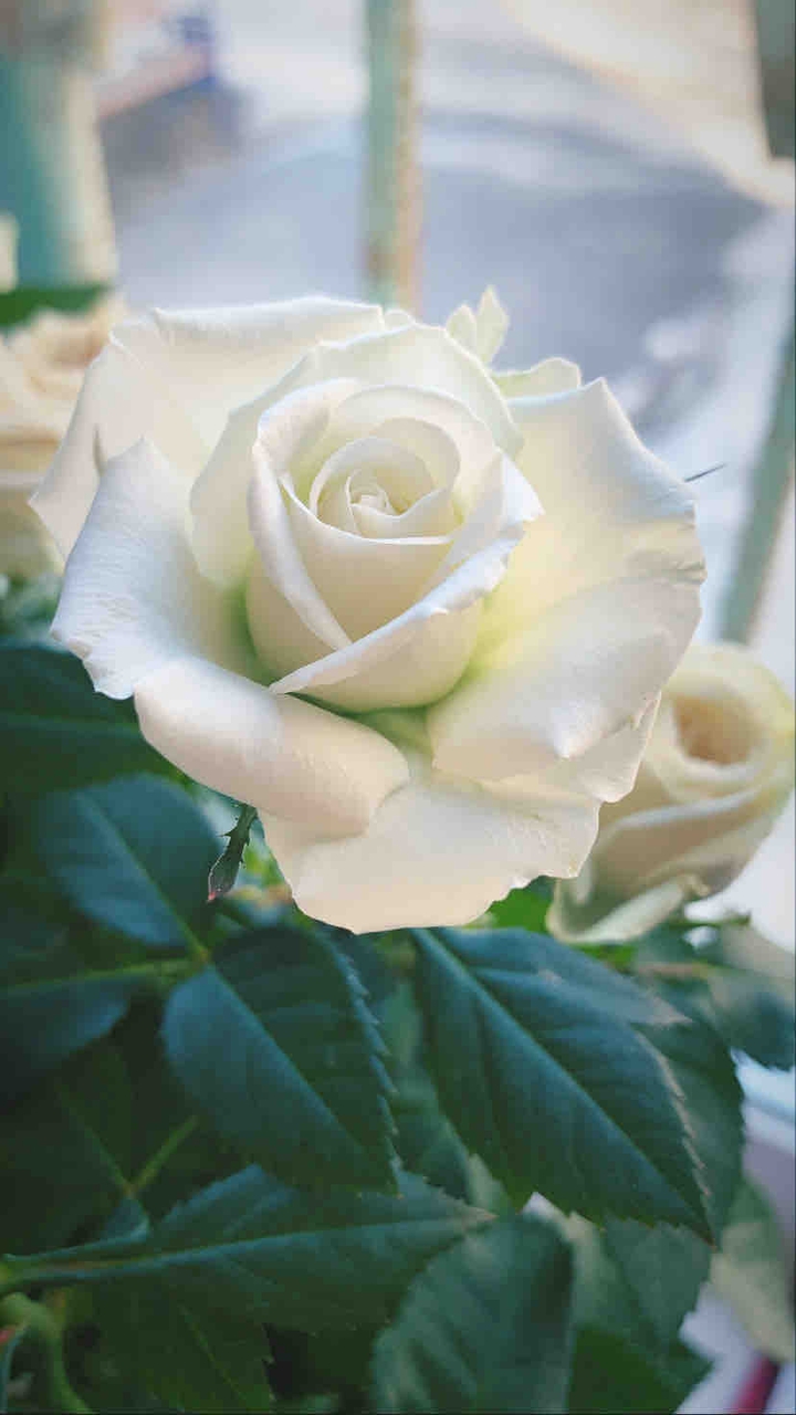 magic beauty