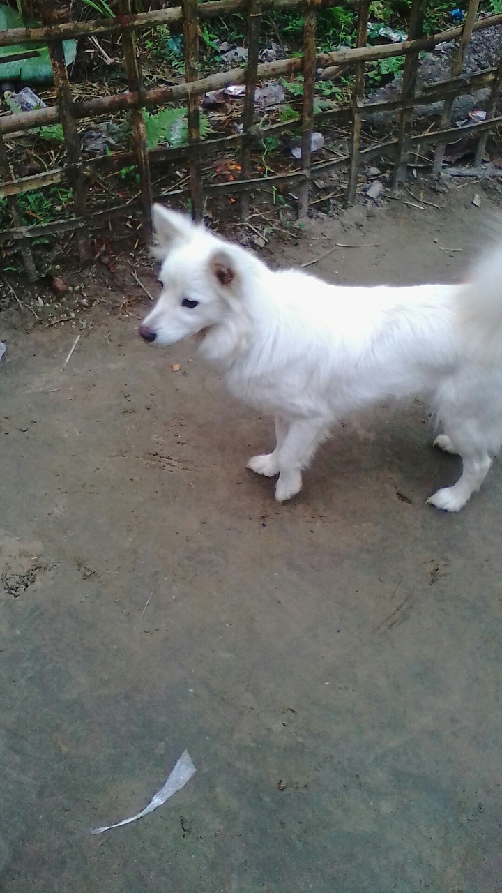 my dog