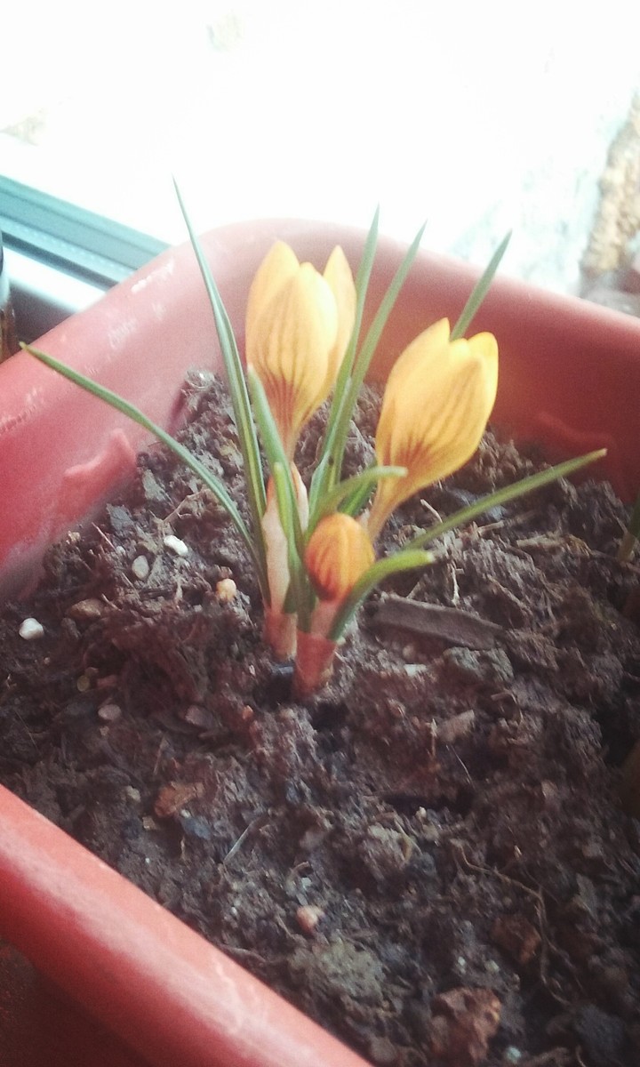 flowers