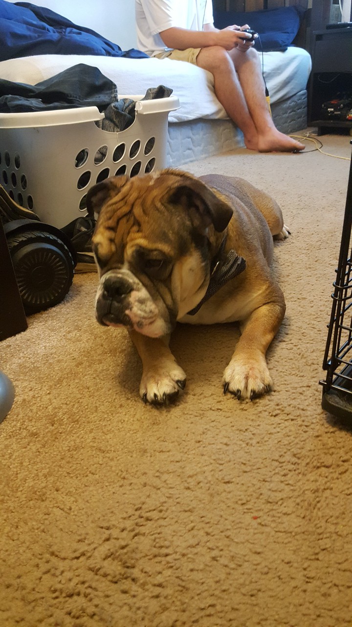 dog