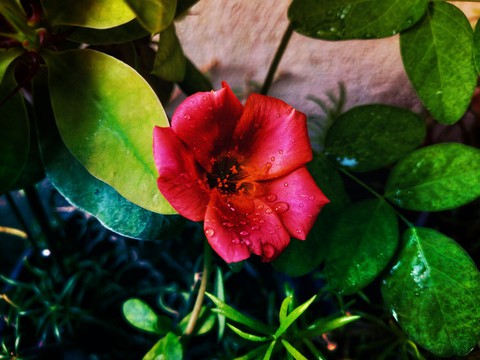 flowers