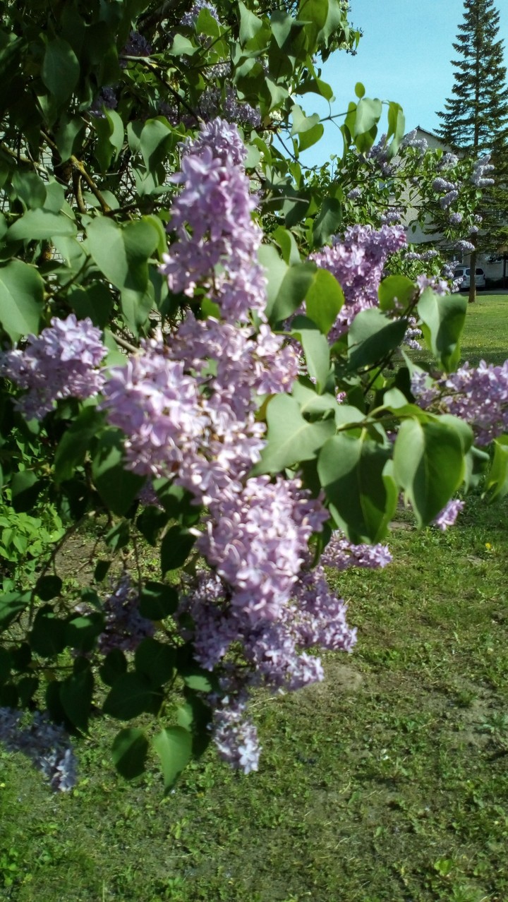 Flowers.