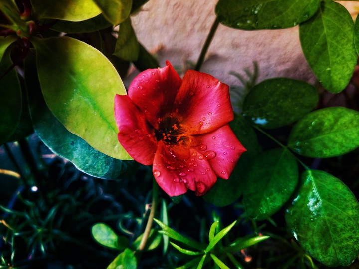 flowers