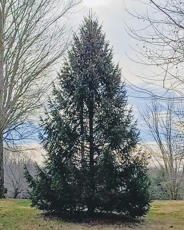 spruce tree