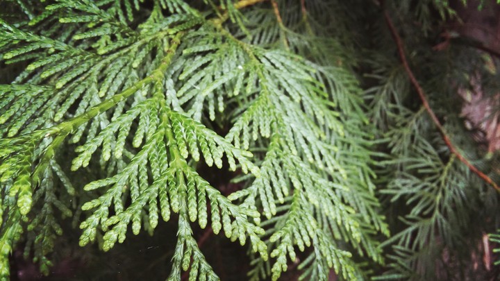 only green