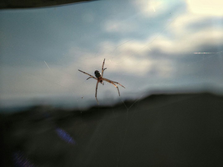 spider