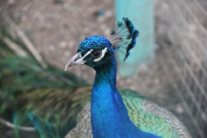 Peacock