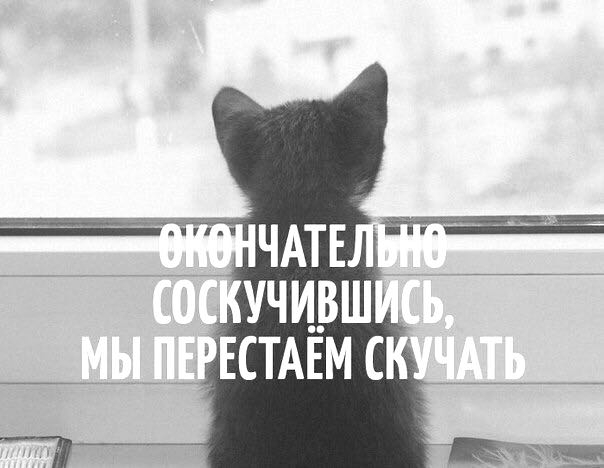 цитата