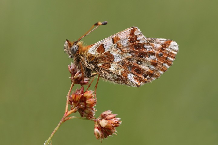 Fritilária dos Balcãs (Boloria graeca balcanica)