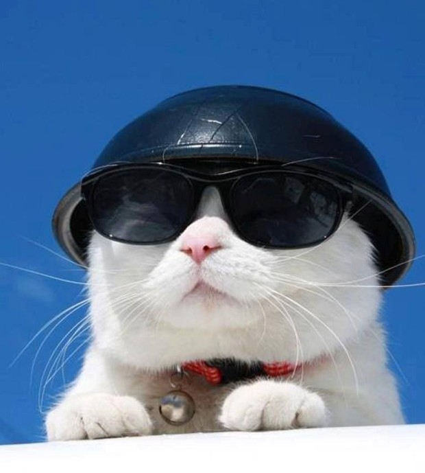 funny cat