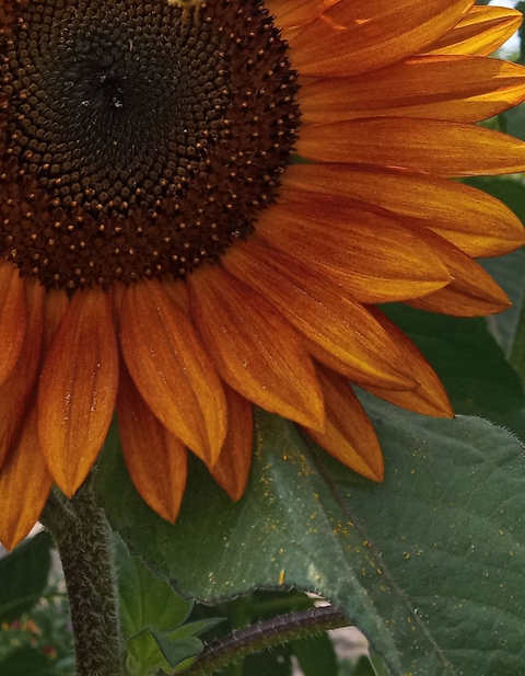 Orange sunflower