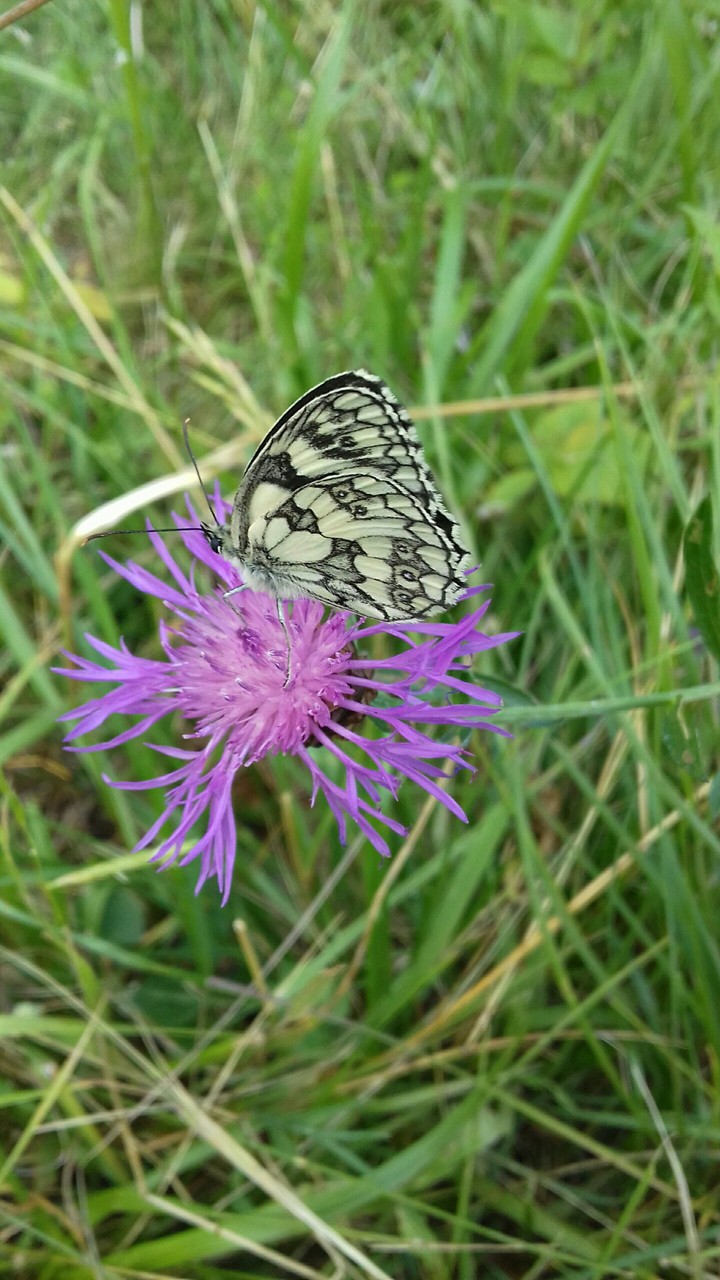 papillon