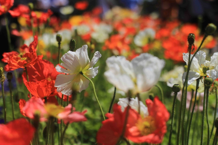 Towomba Flower Festival
