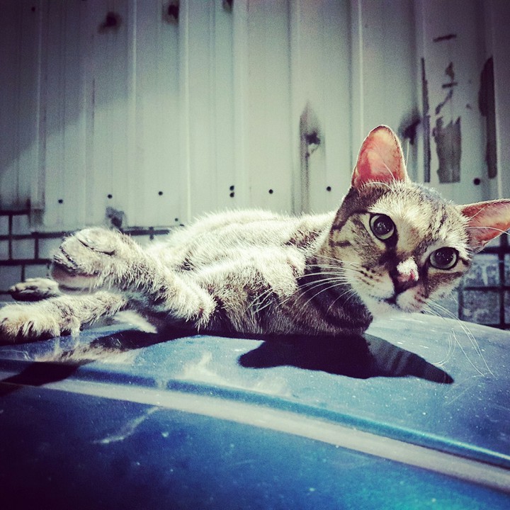 cat