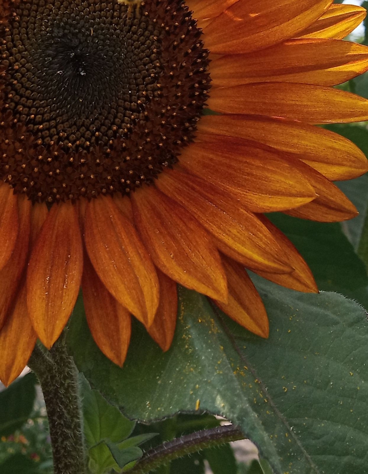 Orange sunflower