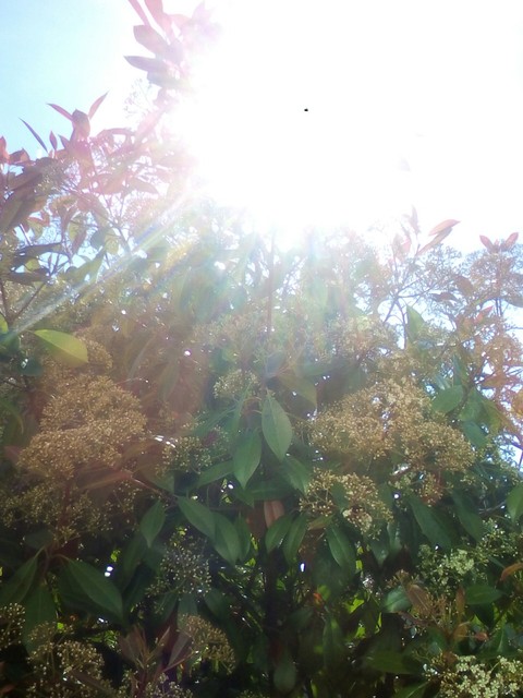 sunny summer