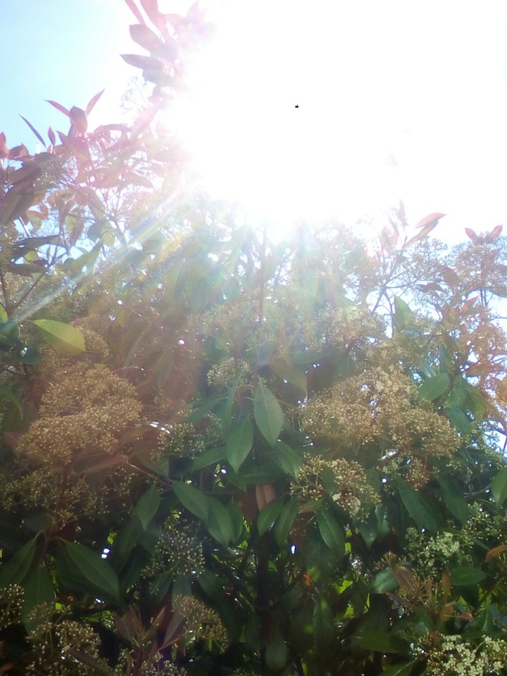 sunny summer