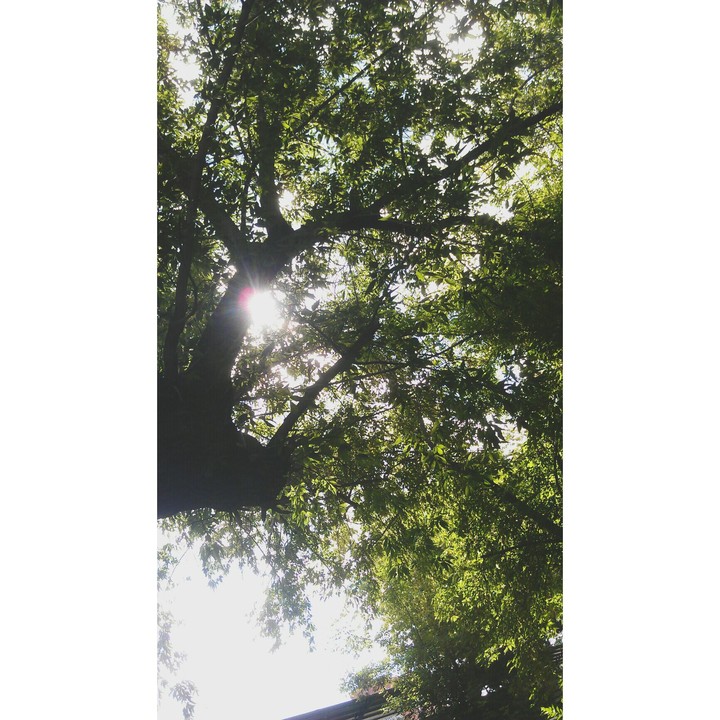 tree