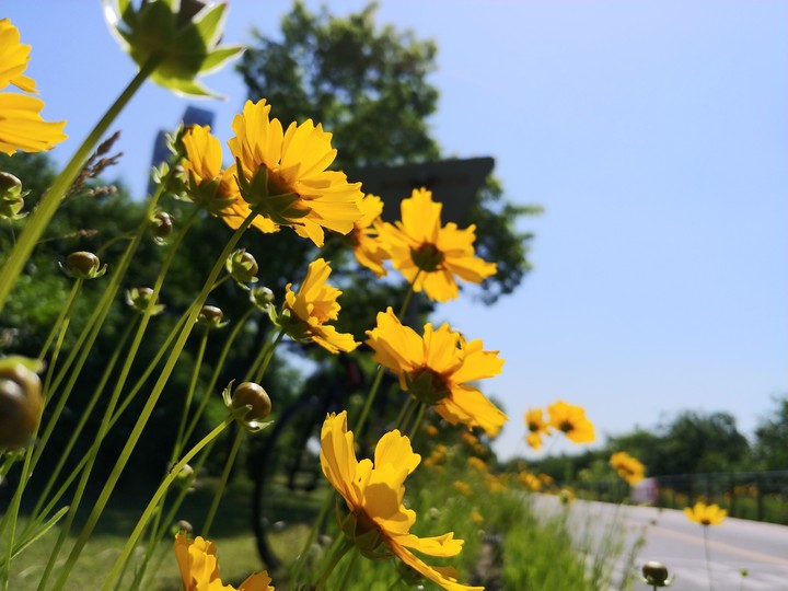 flower