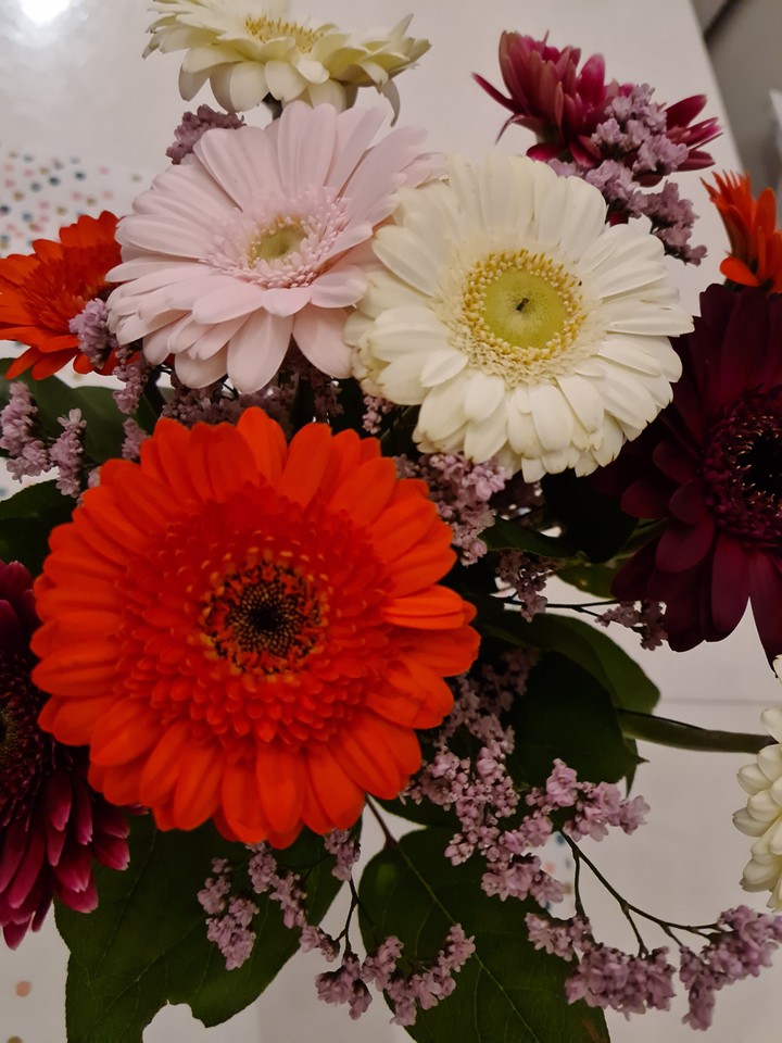 Gerbera