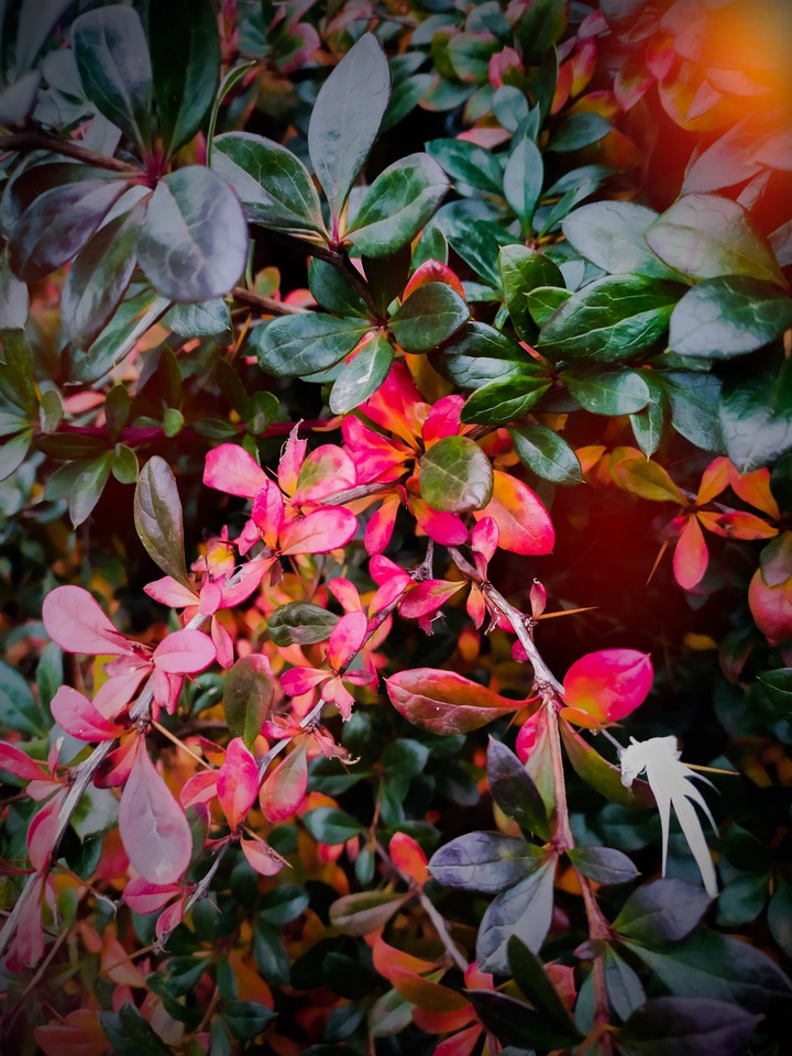 plant