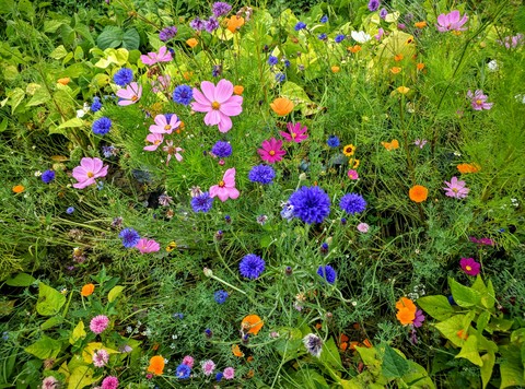 Flowers of bliss!