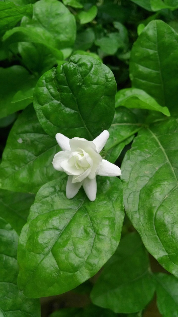 Jasmin