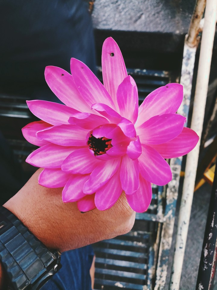 #Lotus #flowers #lovely