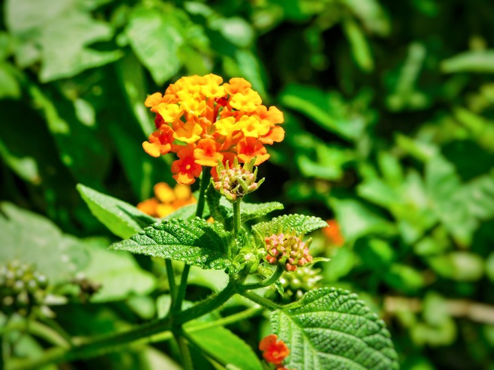 nature love.. flowers with leaves