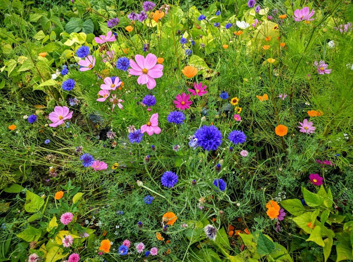 Flowers of bliss!