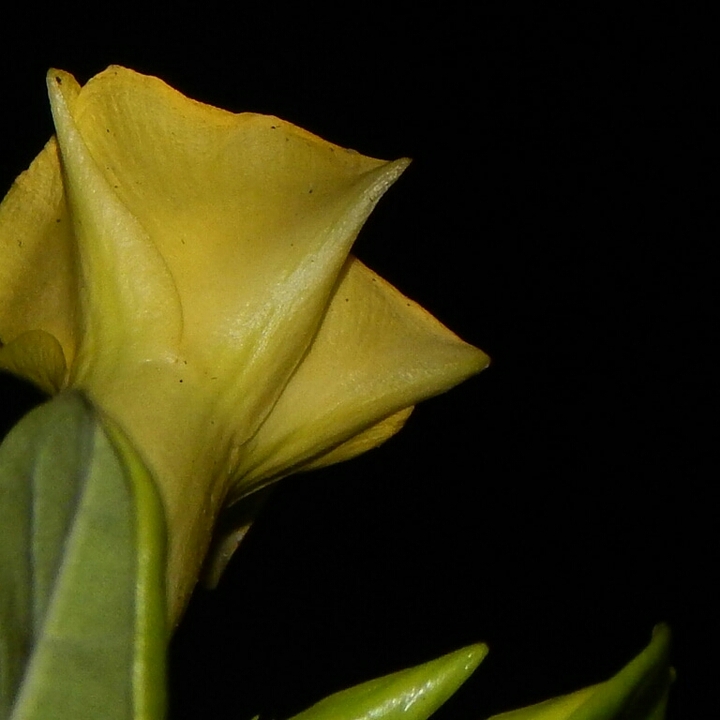 yellowgreen