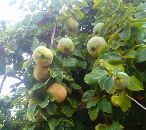 тапети food, Quince