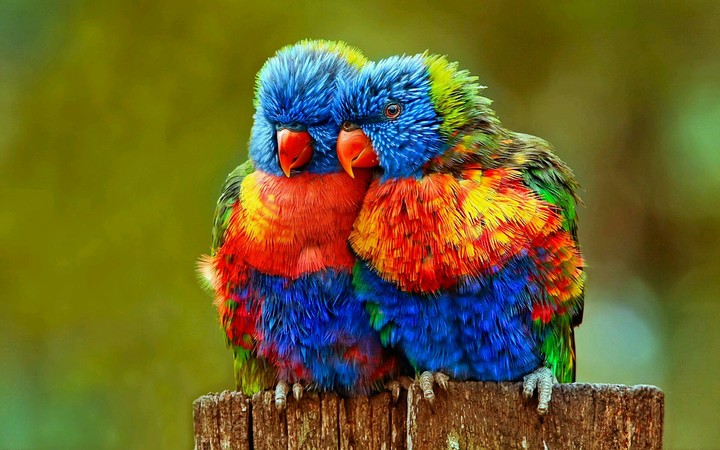 parrots