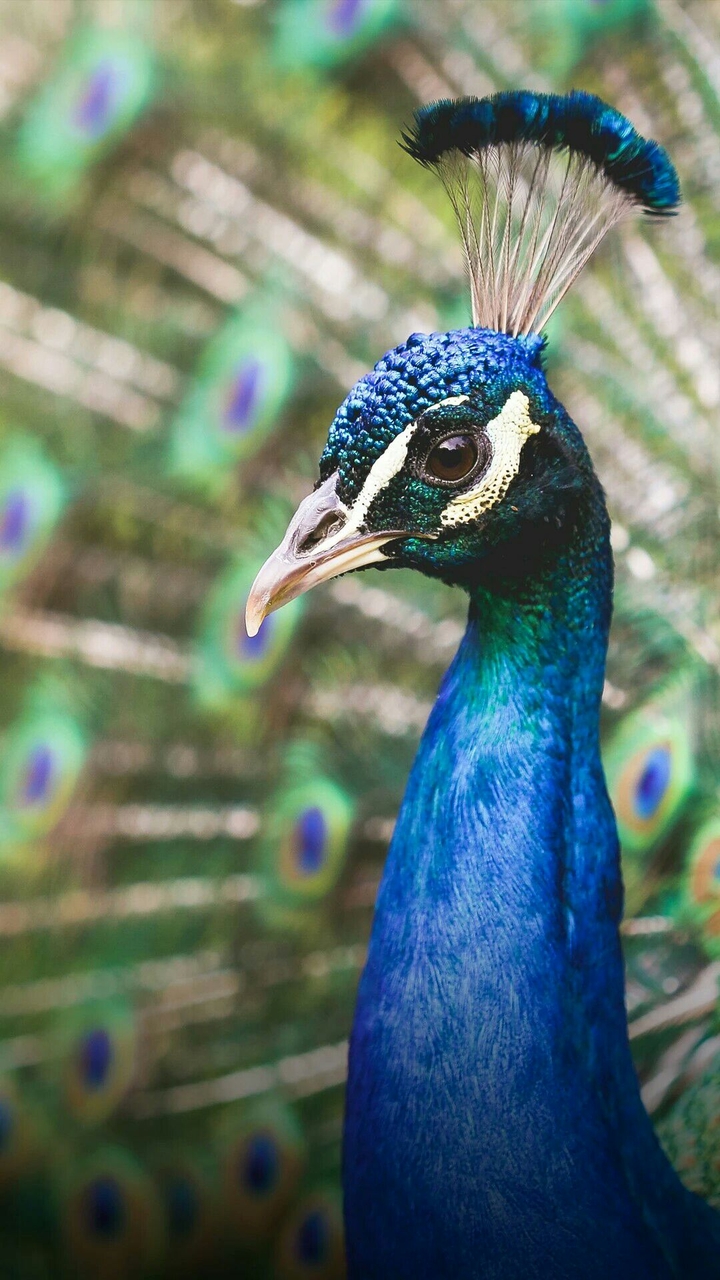 Beautiful peacock