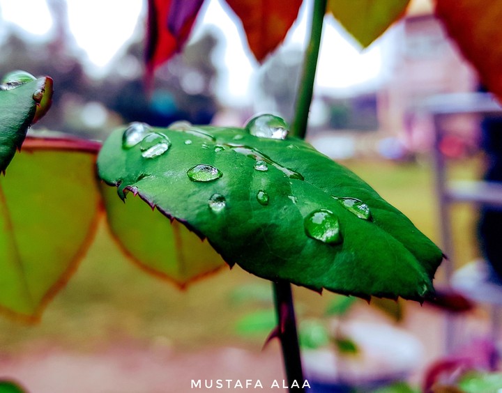 The drops of water.