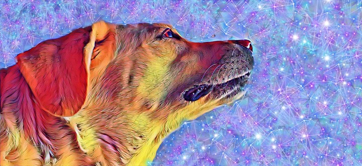 dog dangerous