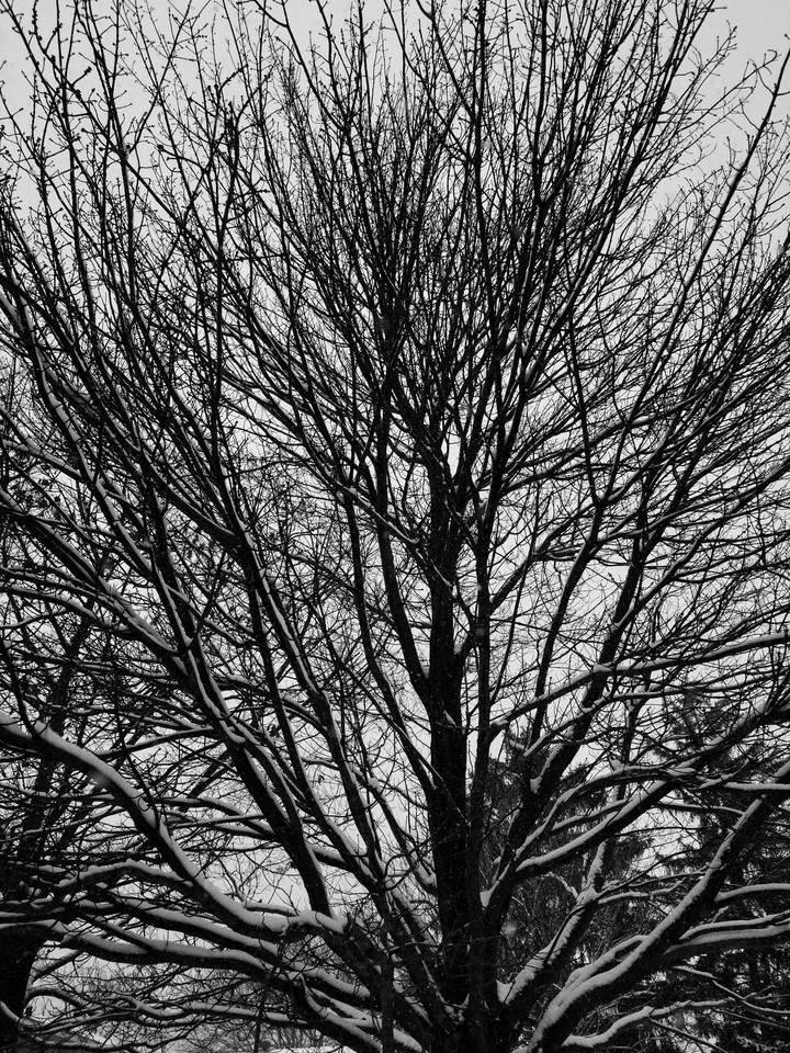 Tree Love
