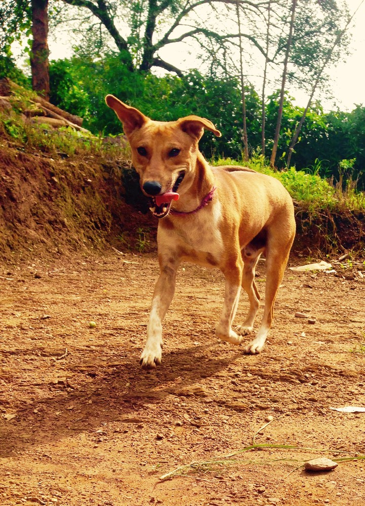 pet love . this is Raju