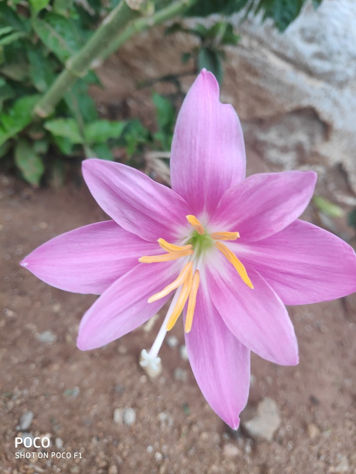 vln. Garden