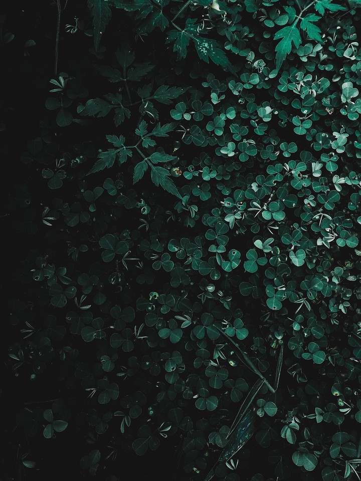 lucky leaf